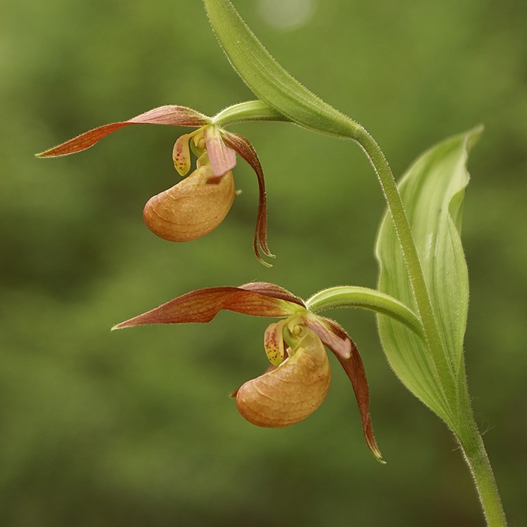 Flora Tour on Qinghai-Tibet Plateau