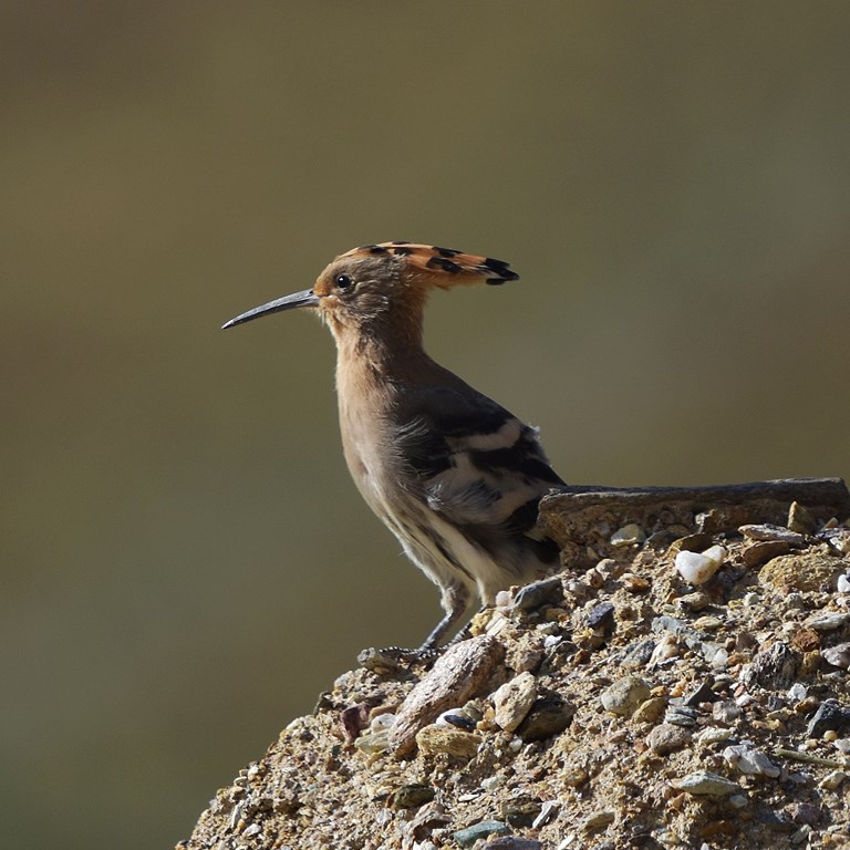 Birding and Wildlife Adventure Tour on Qinghai-Tibet Plateau