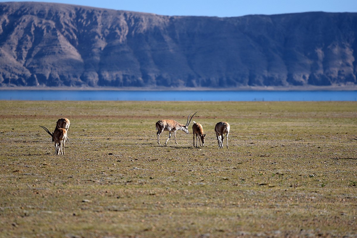 Tibetan Antelope at Serling Tso