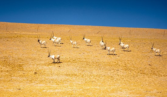 Tibetan Natural Wealth