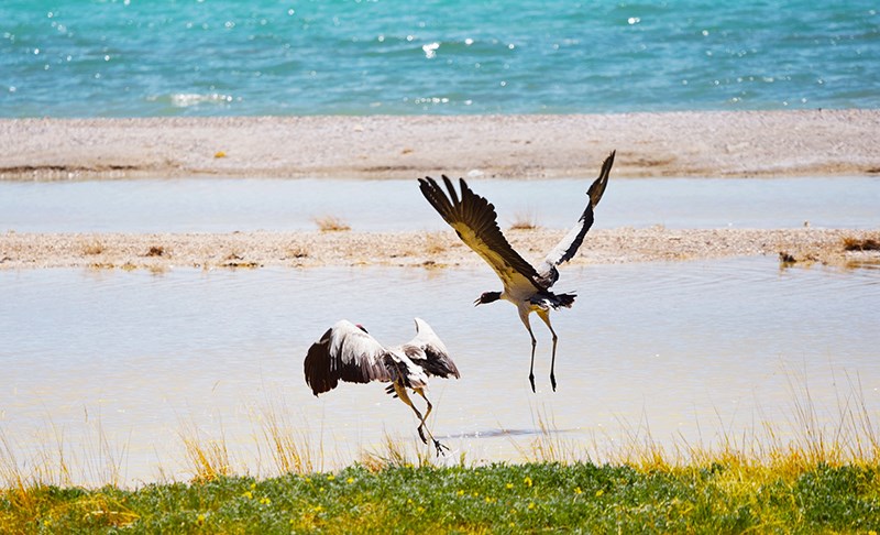 Black Necked Crane