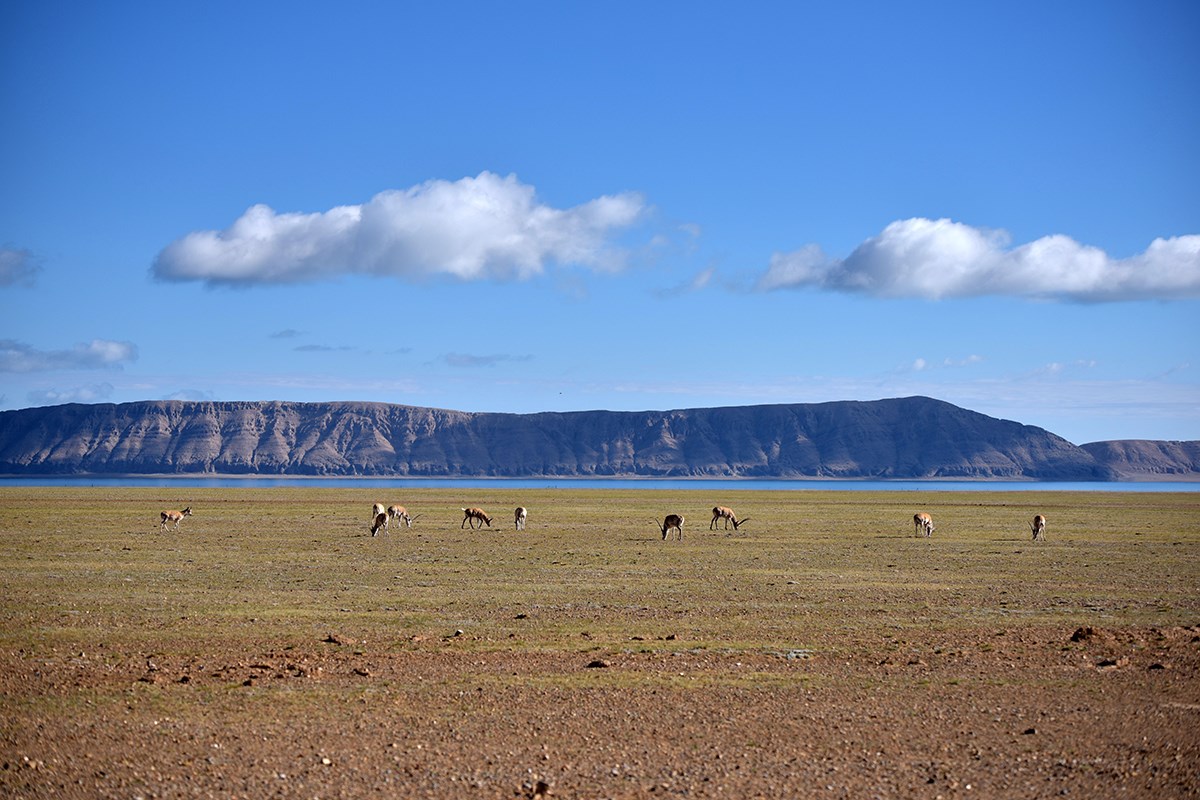 Tibetan Antelope at Serling Tso | Photo by Liu Bin