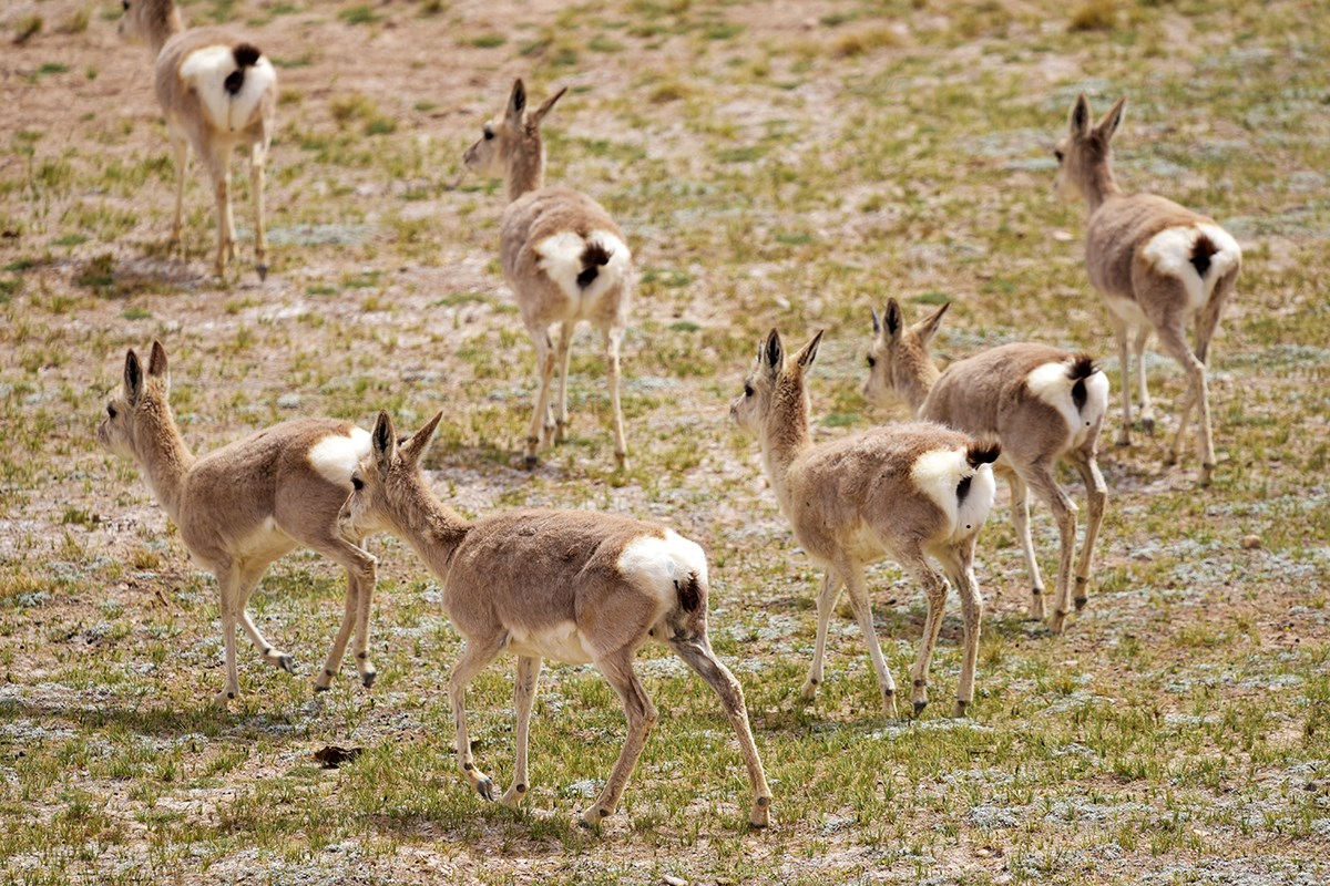 Tibetan Gazelles near Nima | Photo by Liu Bin