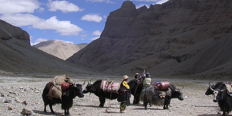 Treeking around Kailash