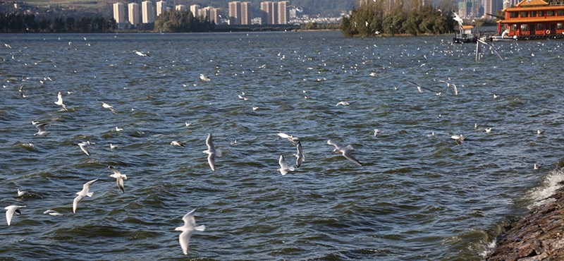 Dianchi Lake 