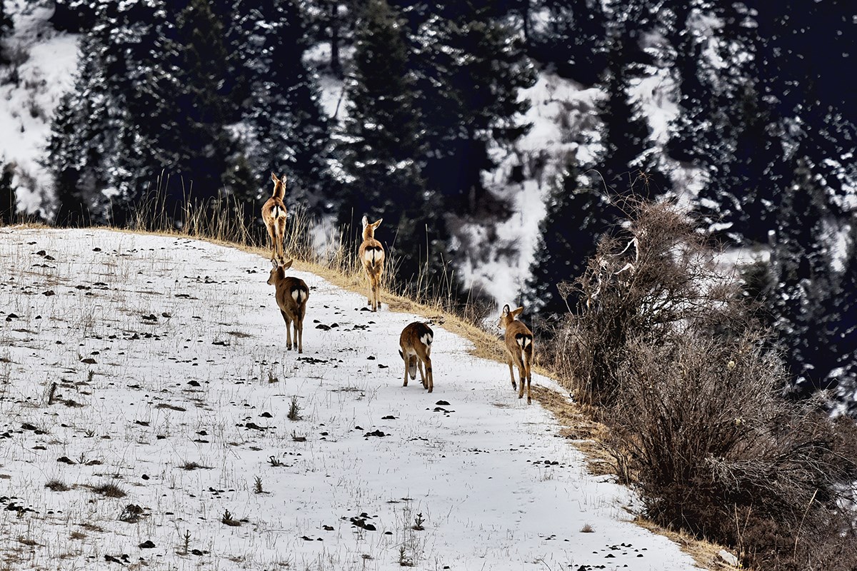 Sika Deer in Tiebu Reserve | Photo by Liu Bin