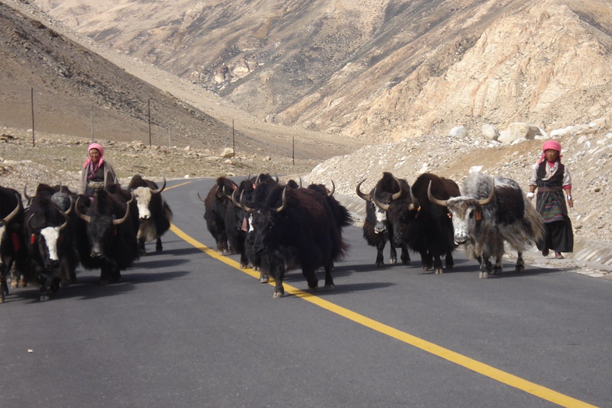 Yaks on the Way 