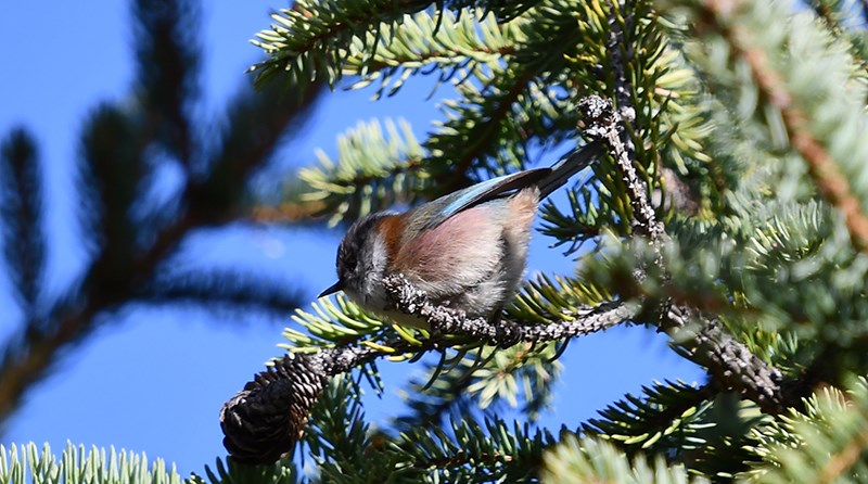 Crested Tit-Warbler