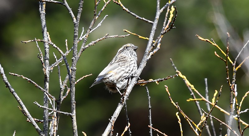 Chinese White-browed Rosefinch