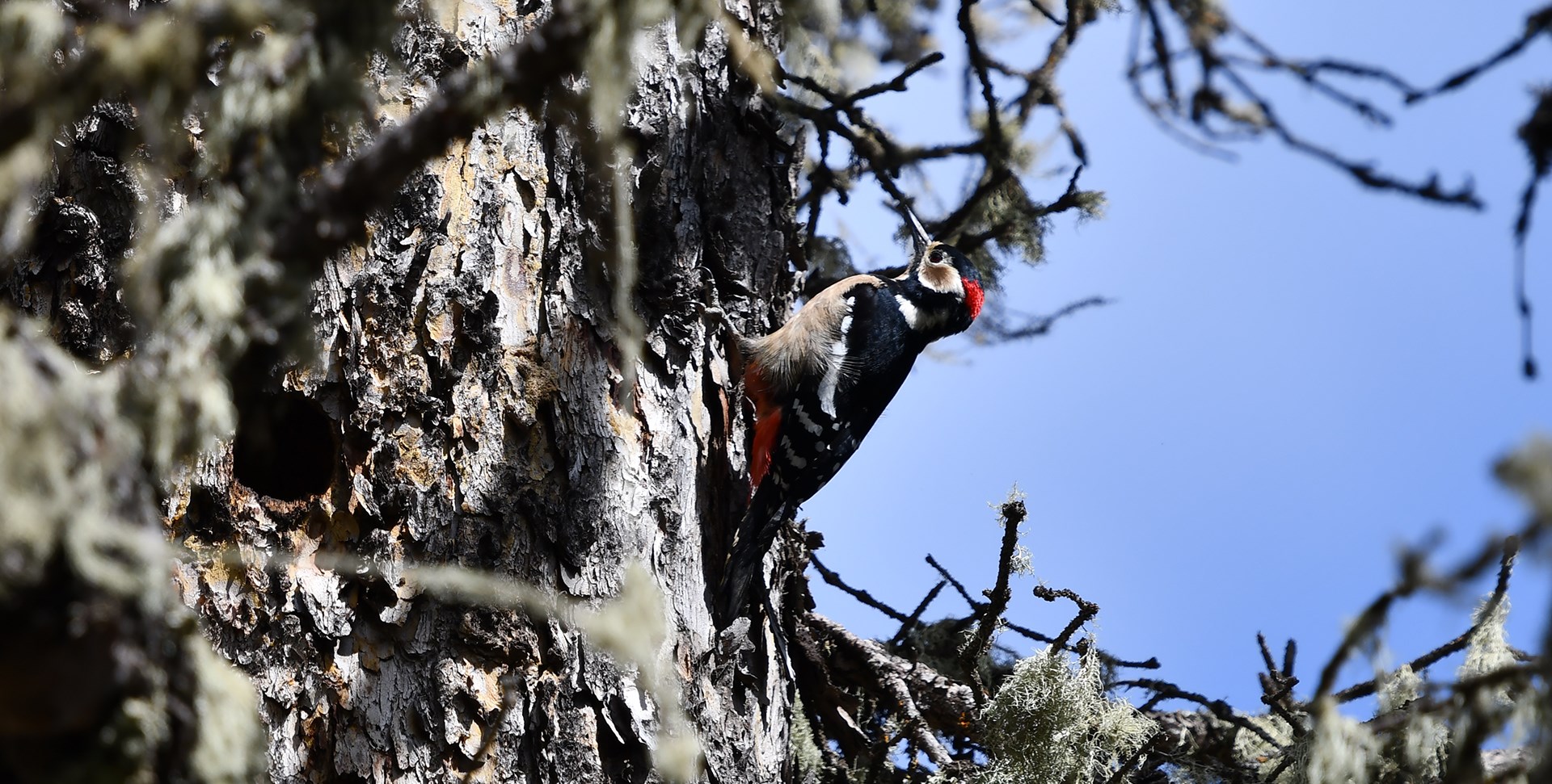 Bird Watching Travel in Western Sichuan