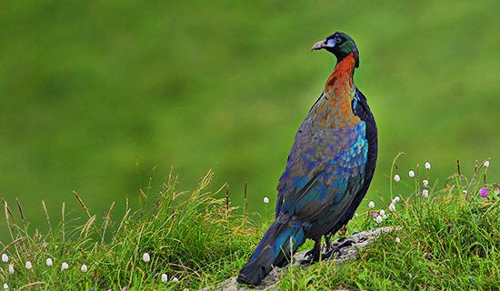 Bird Watching Travel in Western Sichuan