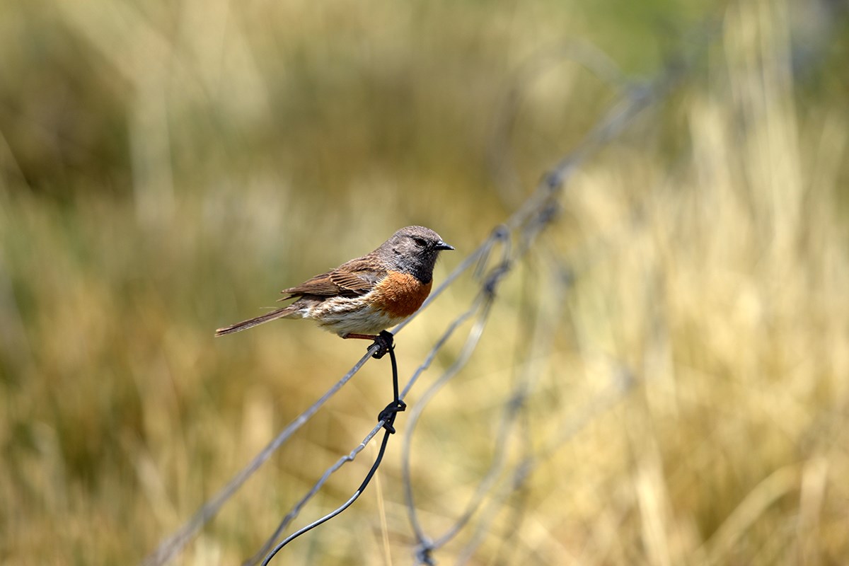 Robin Accentor | Photo by Liu Bin