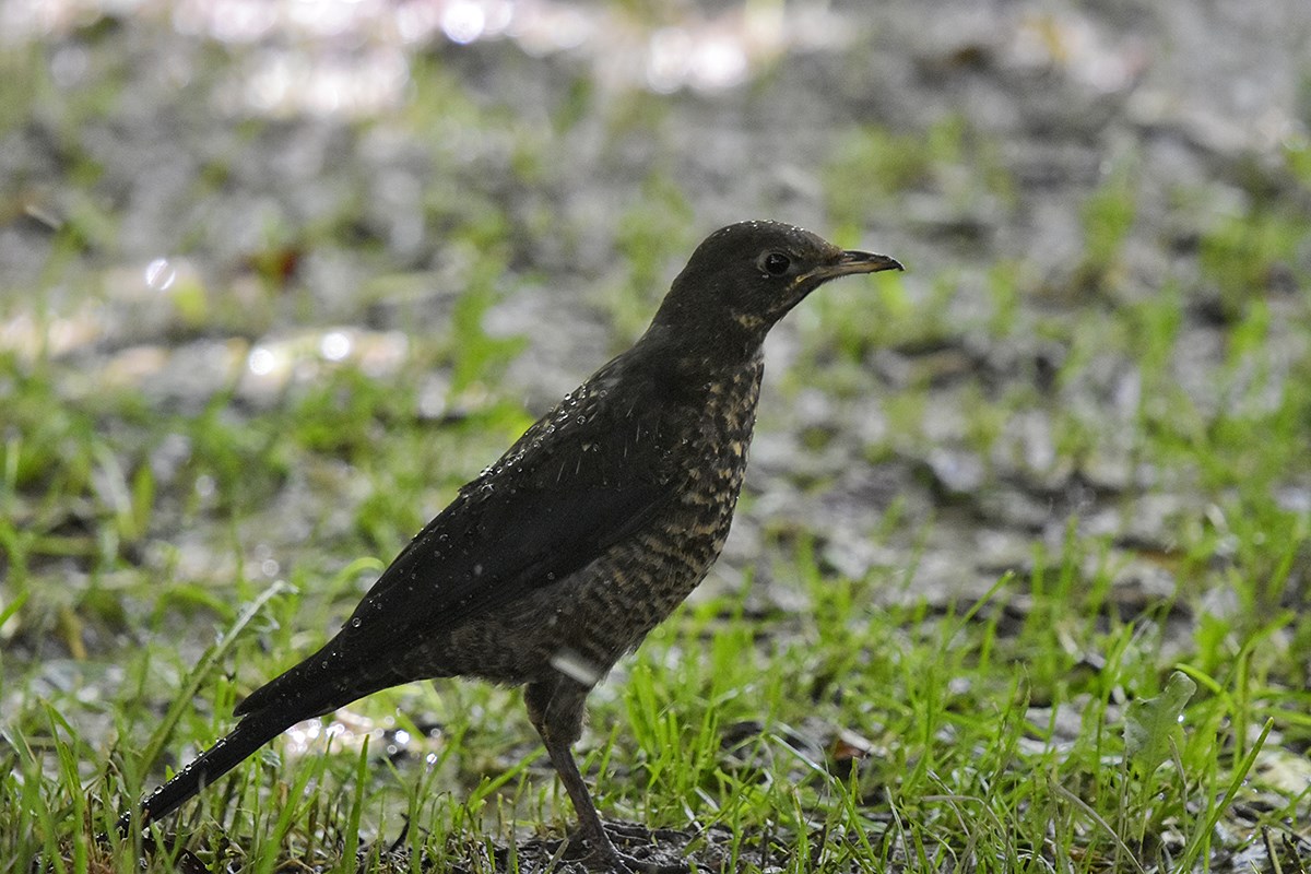Tibetan Blackbird | Photo by Liu Bin