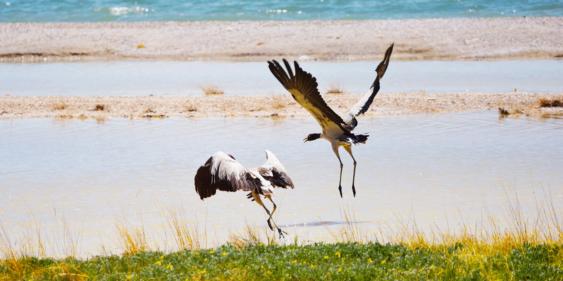 Bird Watching and Wildlife Travel in Northern Tibet Qiangtang