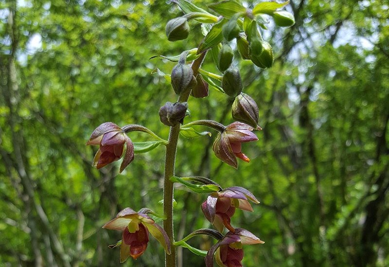 Epipactis mairei