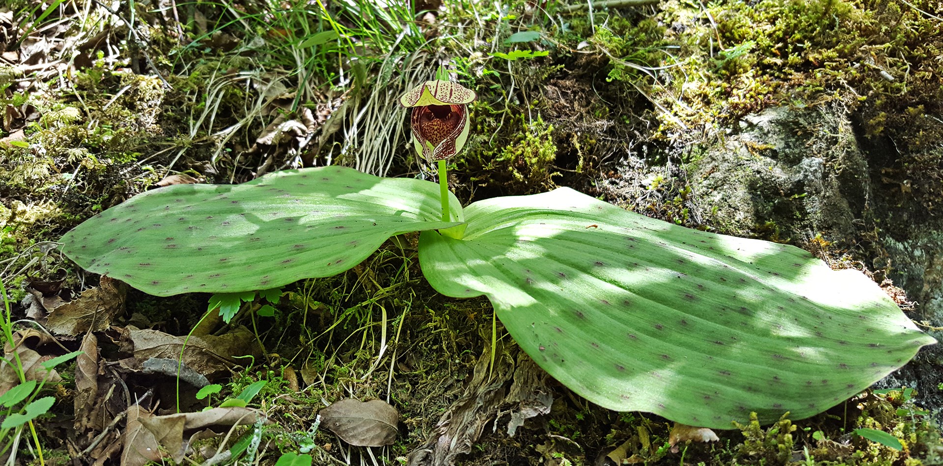 Flora Tour in Tibetan Areas Kham and Amdo