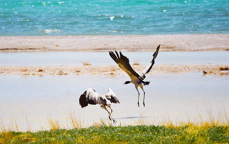 Black Necked Crane in Northern Tibet Qiangtang