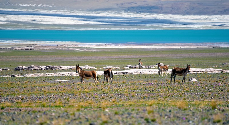 Kiang in Northern Tibet Qiangtang