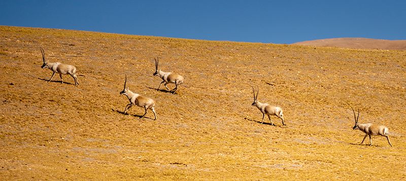 Tibetan Antelope