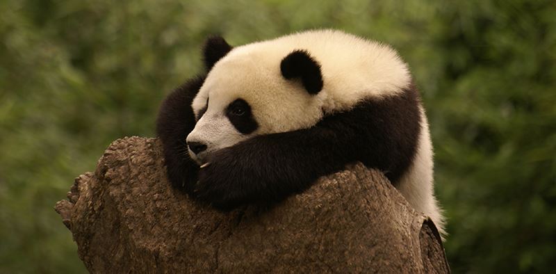 Pandas in Chengdu