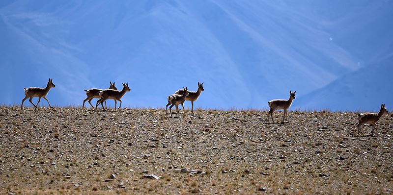 View of Wild Lives through the Window of Tibet Train