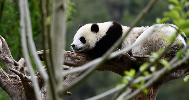 Pandas in Wolong