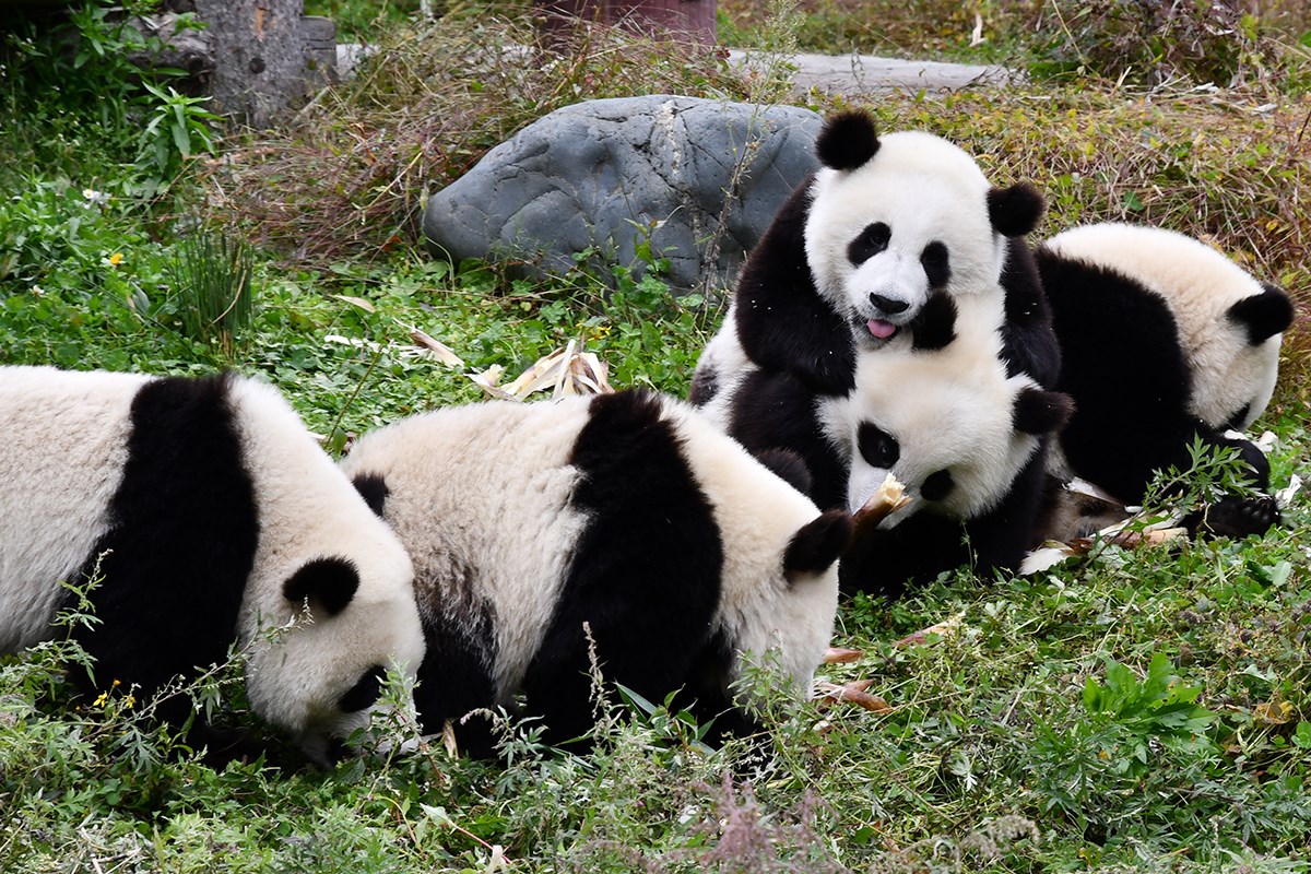 Panda in Wolong | Photo by Liu Bin