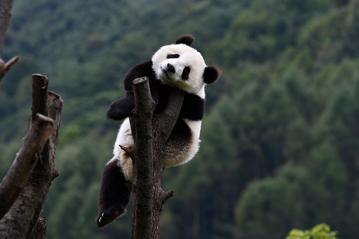 Panda in Wolong | Photo by Liu Bin