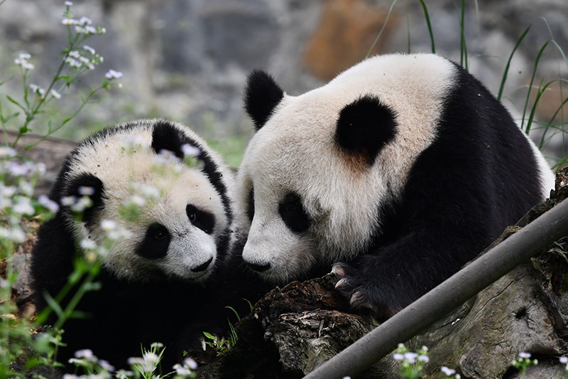 Panda in Dujiangyan