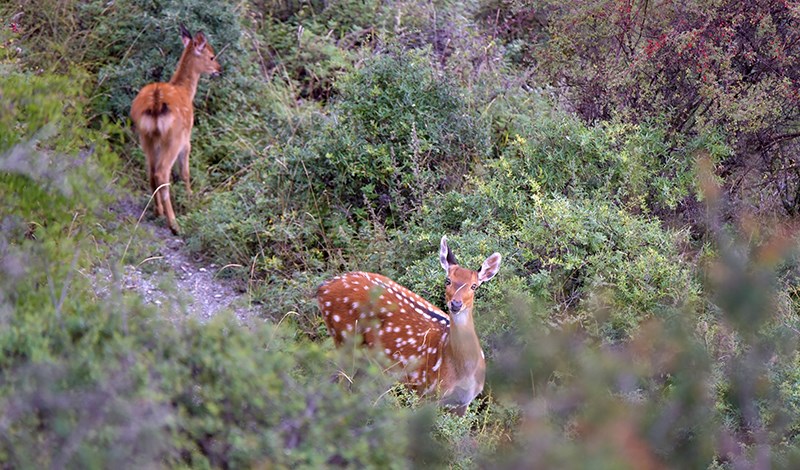 Tiebu Sika Deer