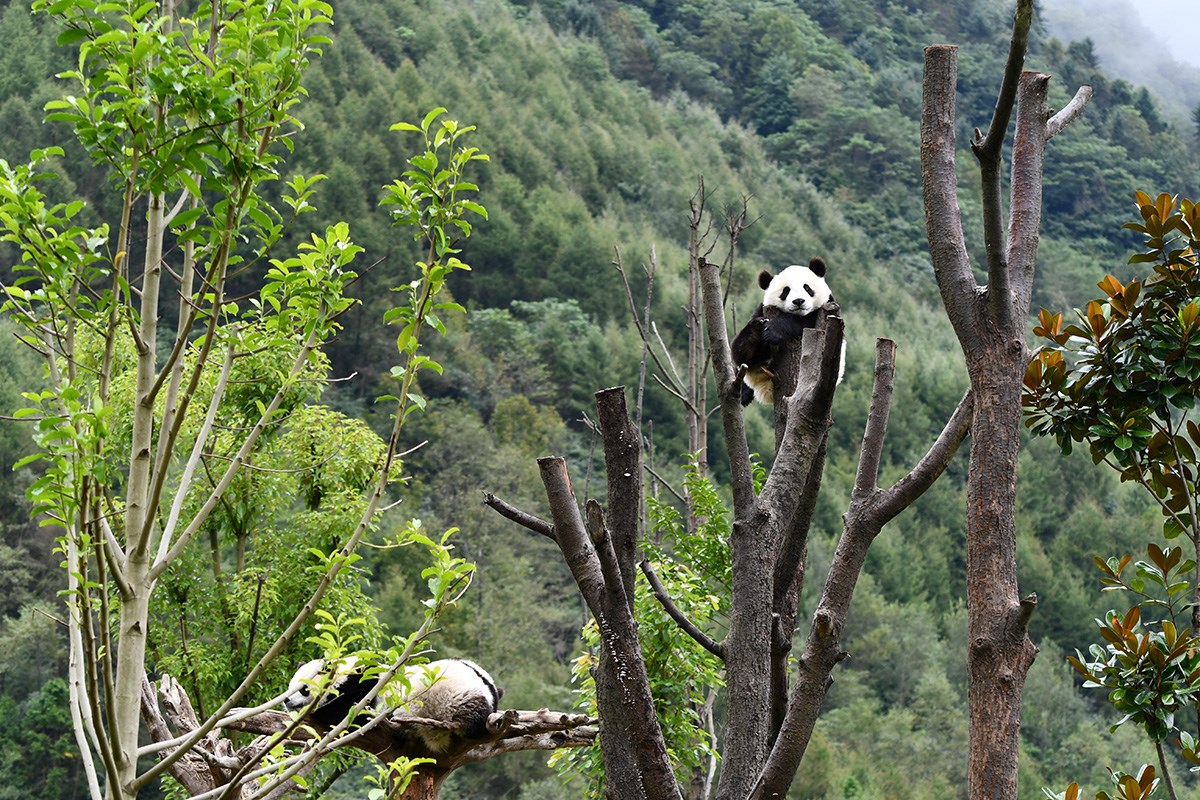 Panda in Wolong | Photo by  Liu Bin