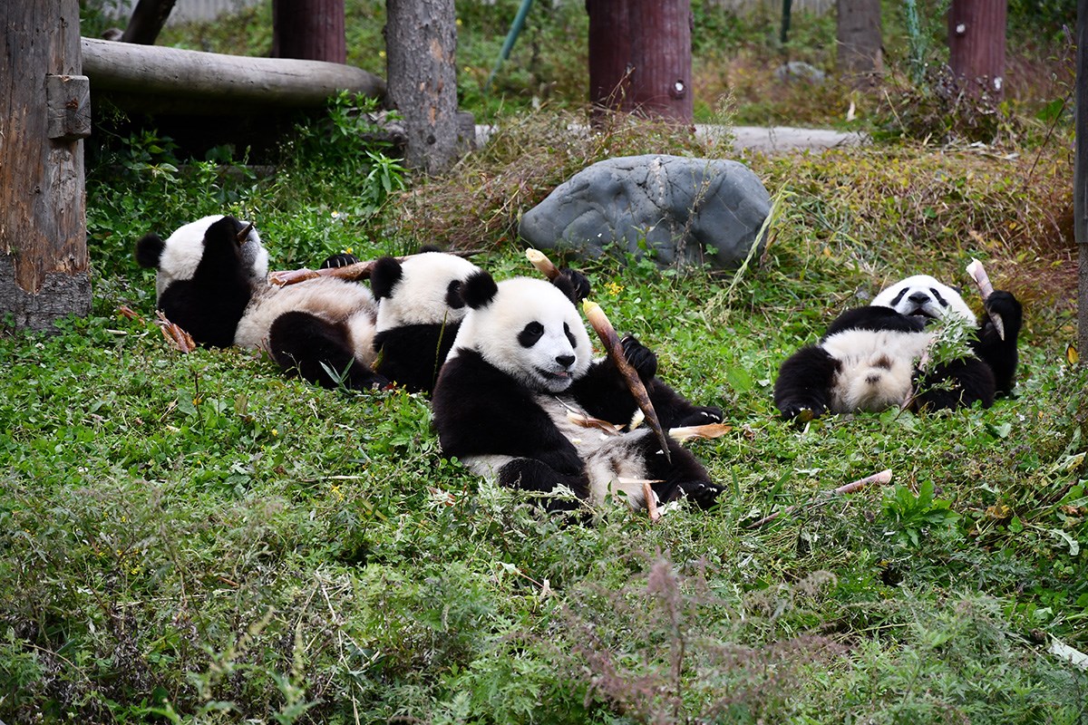 Panda in Wolong | Photo by  Liu Bin