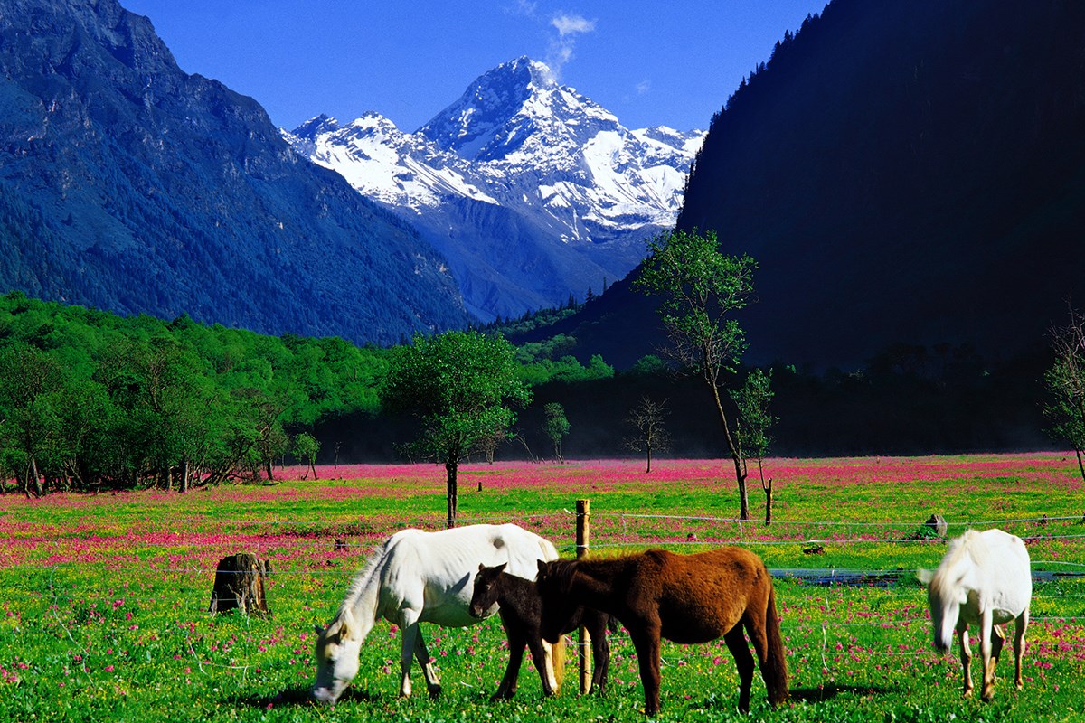 Summer of Abi Peak in Shuangqiaogou Valley | Photo by Huang Jizhou