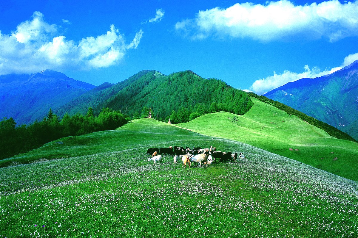Summer of Siguniang Mountain 