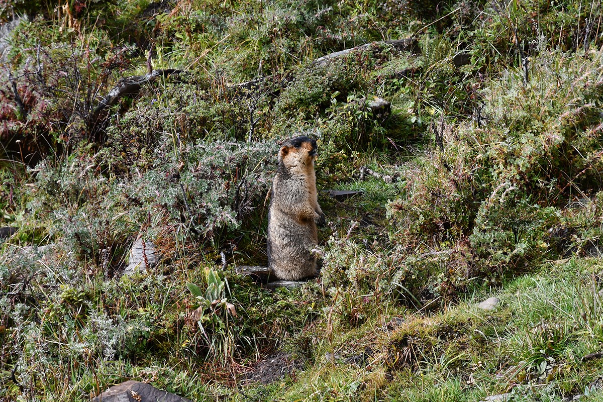 Marmot in Gongga Mountain | Photo by Liu Bin