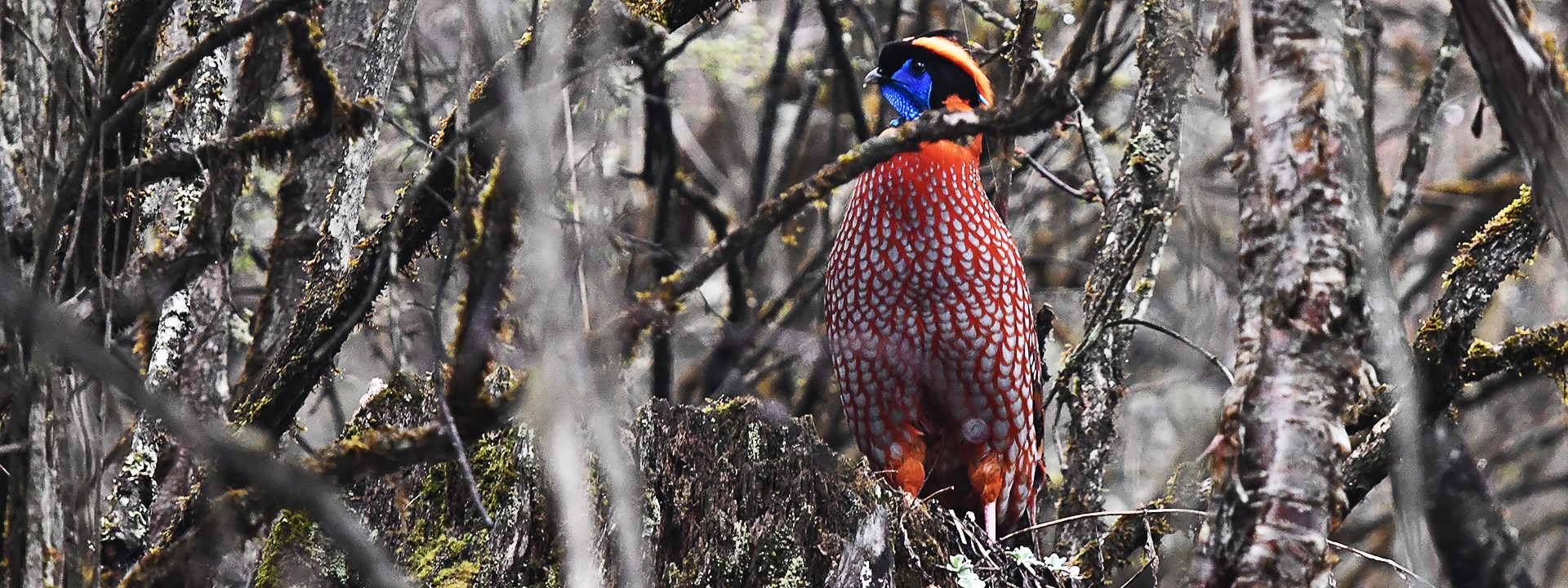 Birding and Wildlife Adventure Tour on Qinghai-Tibet Plateau