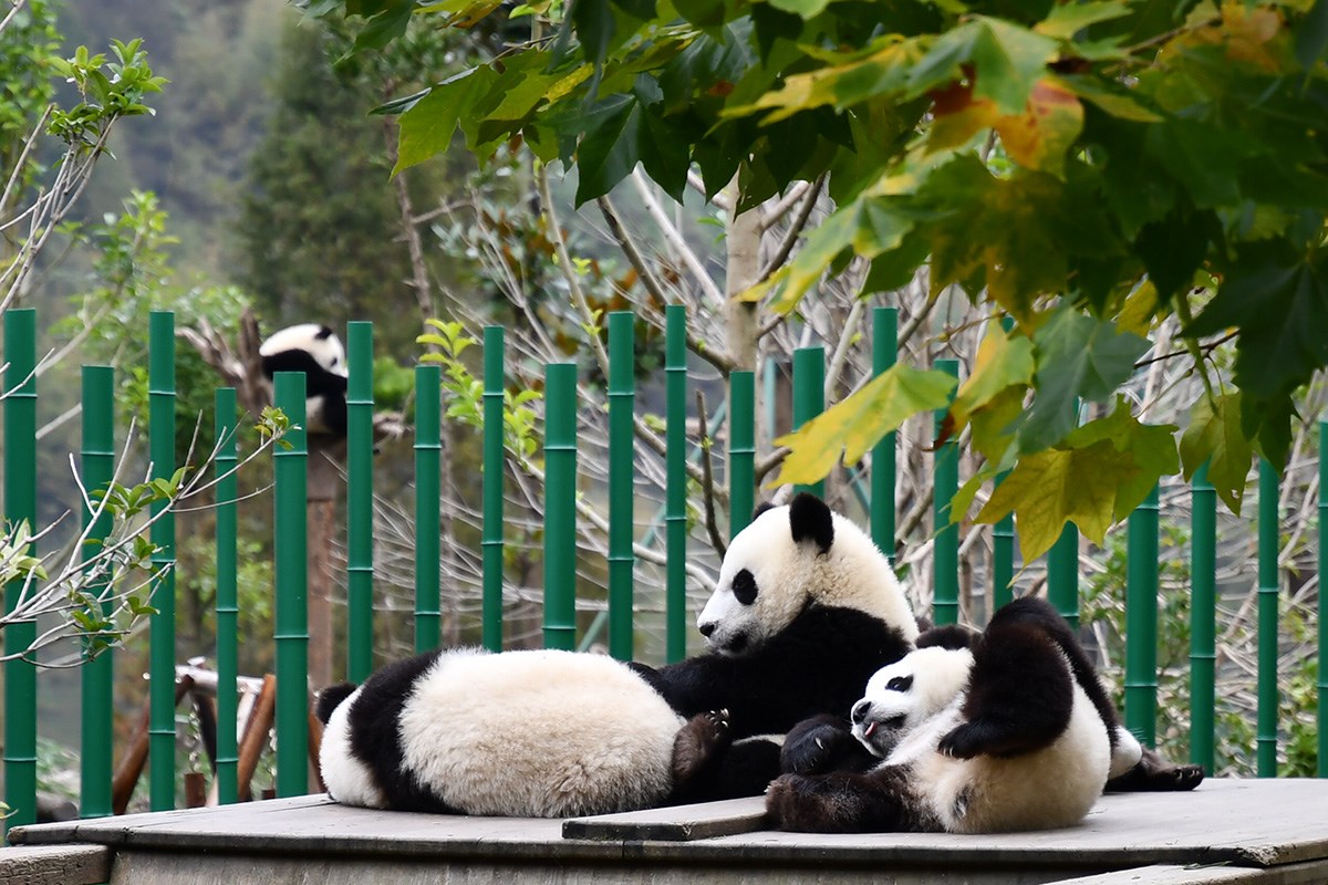 Panda in Wolong | Photo by Liu Bin