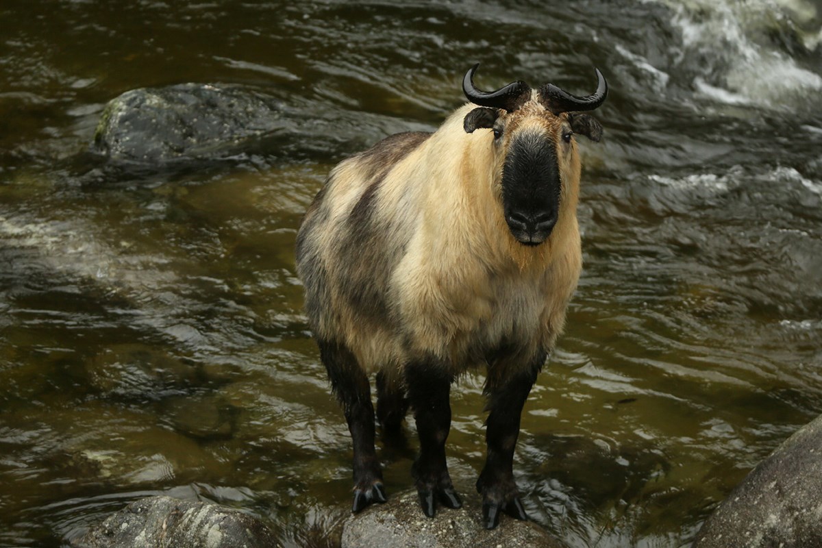Takin | Photo by Thierry Quelennec