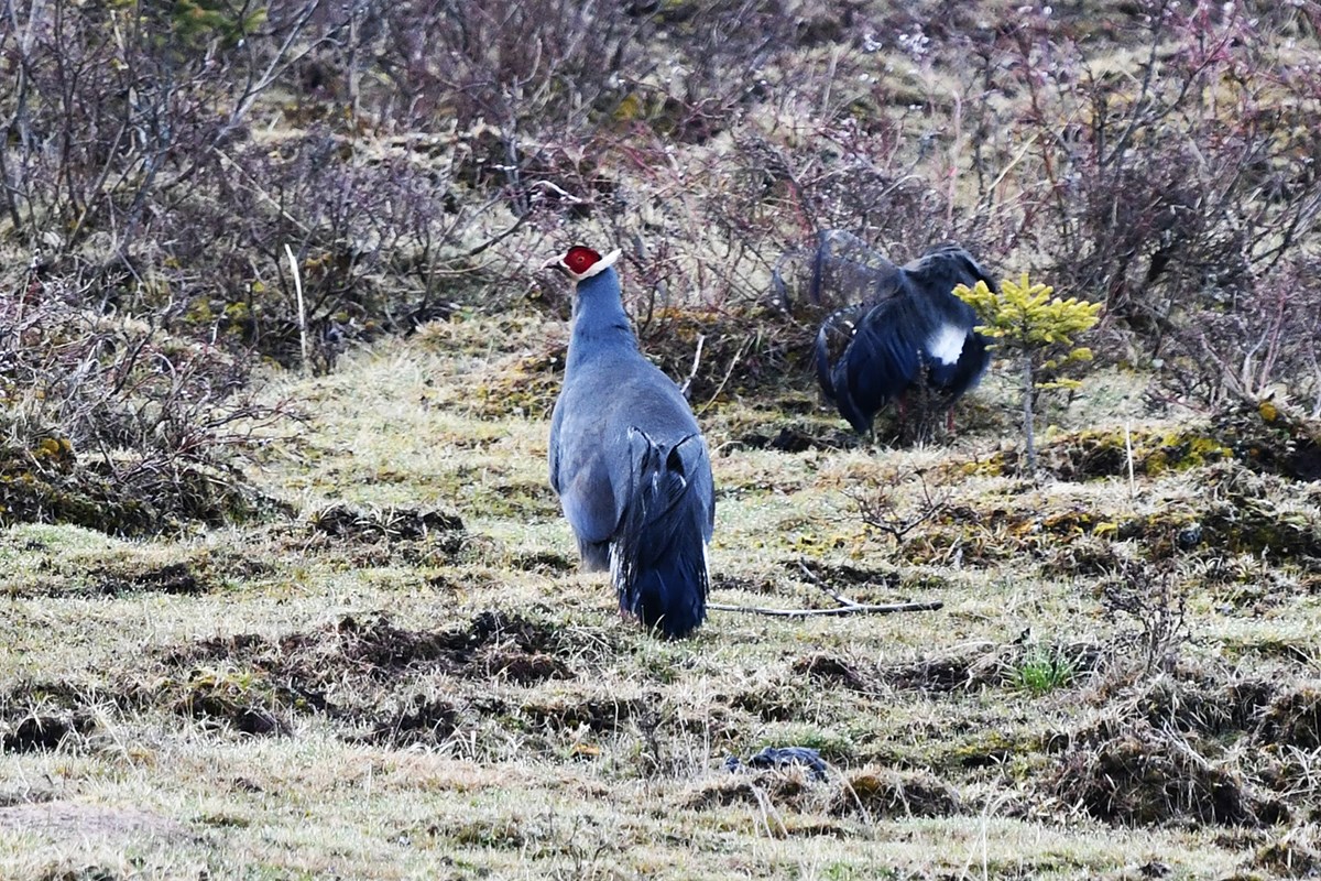 Blue Eared Pheasant | Photo by Thierry Quelennec