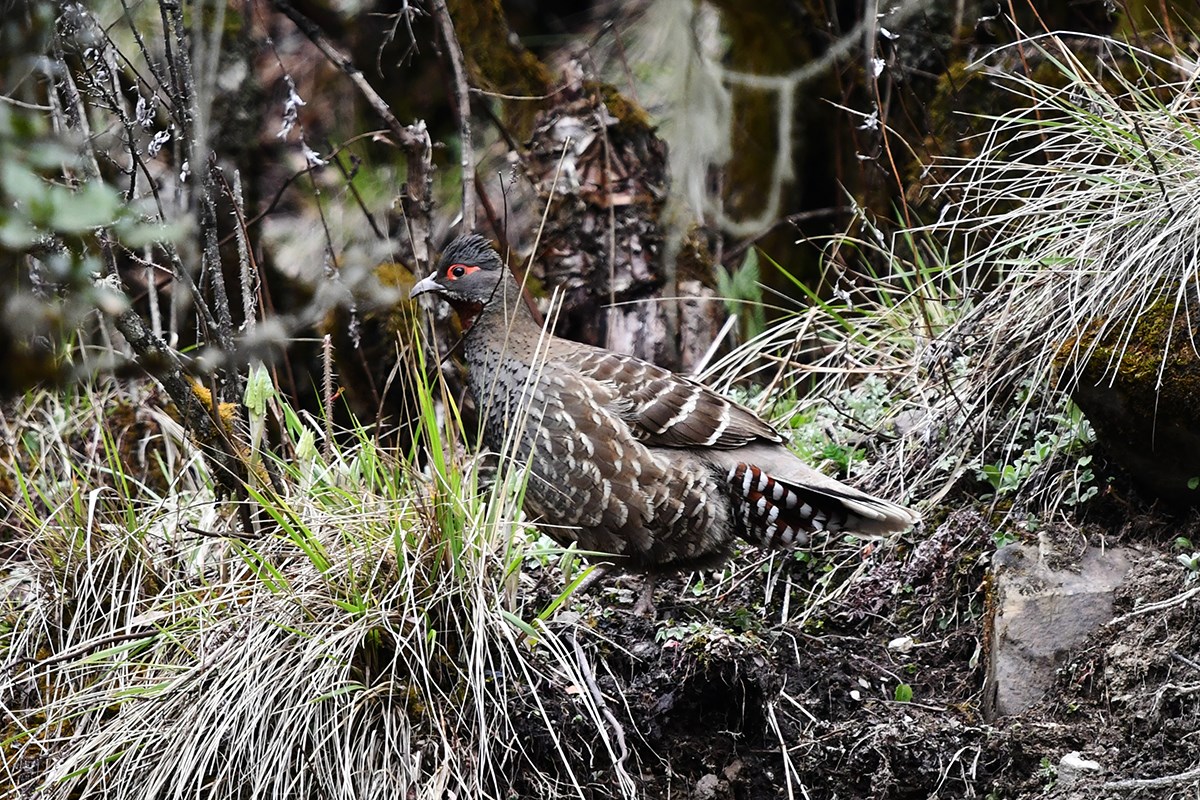 Chestunt Throated Partridge | Photo by Liu Bin