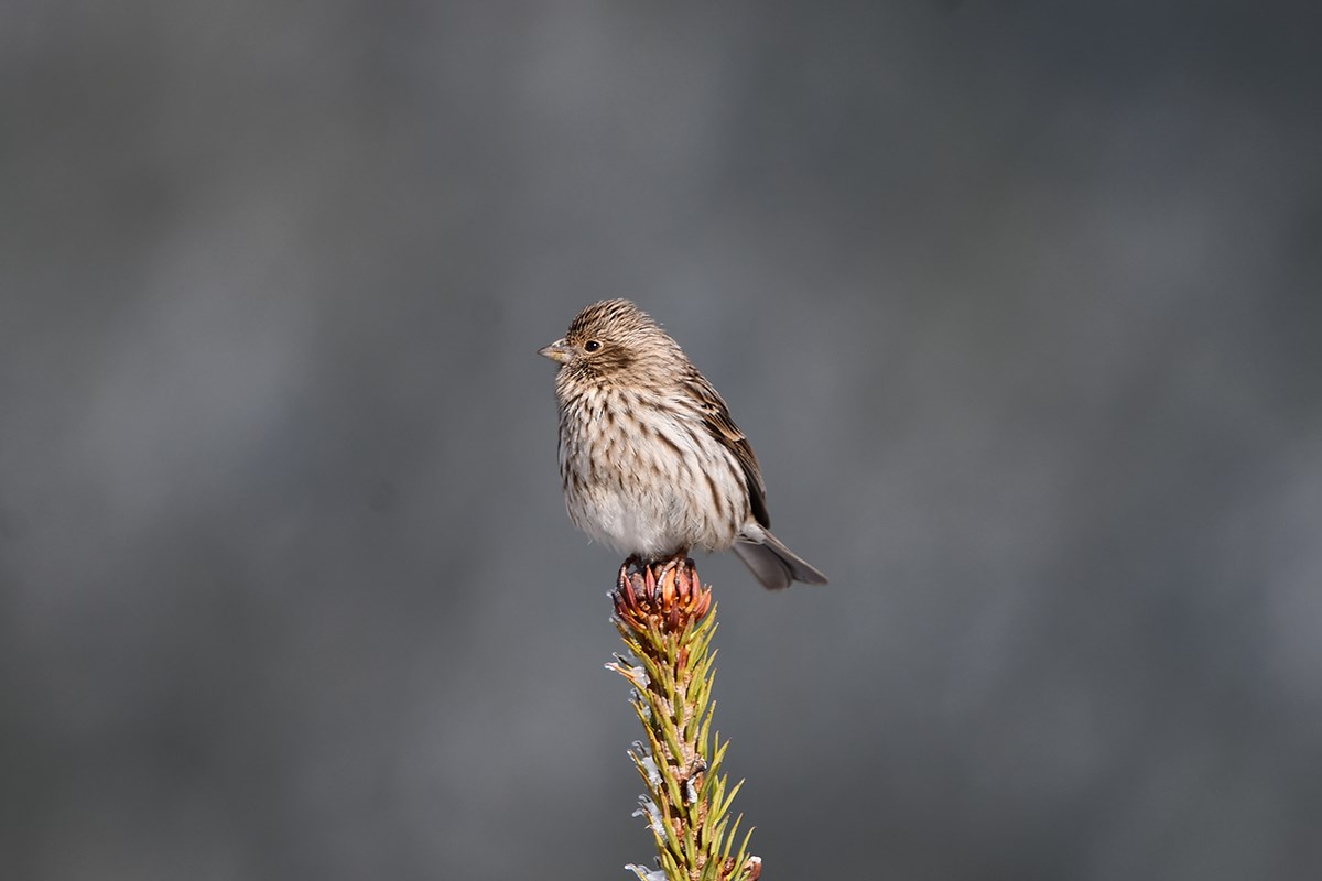 Chinese Beautiful Rosefinch | Photo by Liu Bin