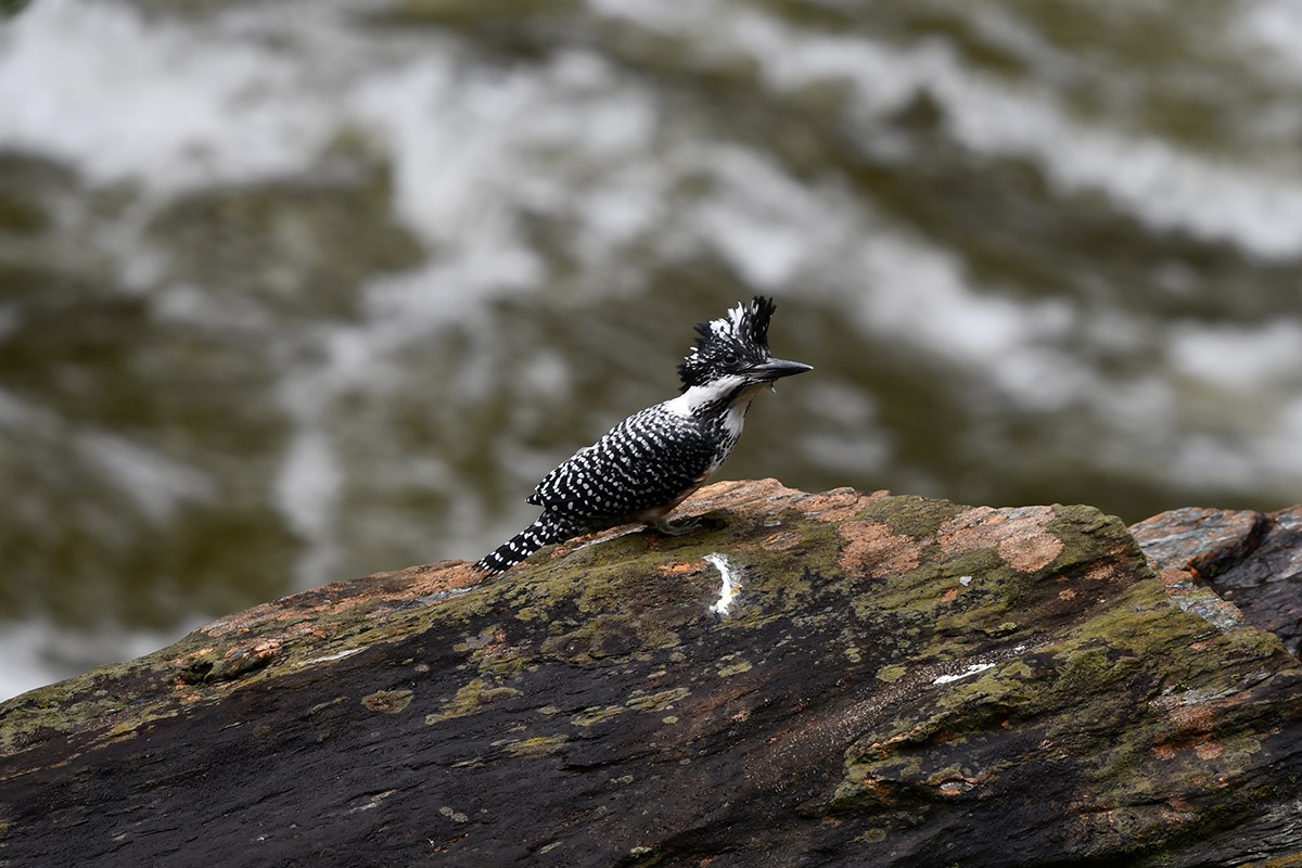 Crested Kingfisher | Photo by Liu Bin