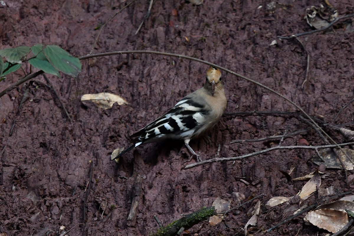 Eurasian Hoopoe | Photo by Liu Bin