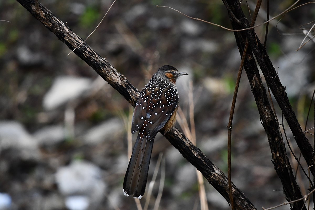 Giant Laughingthrush | Photo by Liu Bin