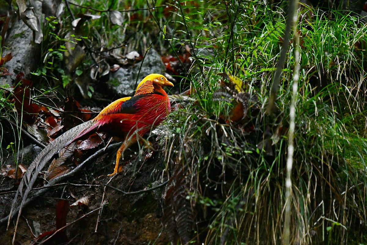 Golden Pheasant | Photo by Liu Bin