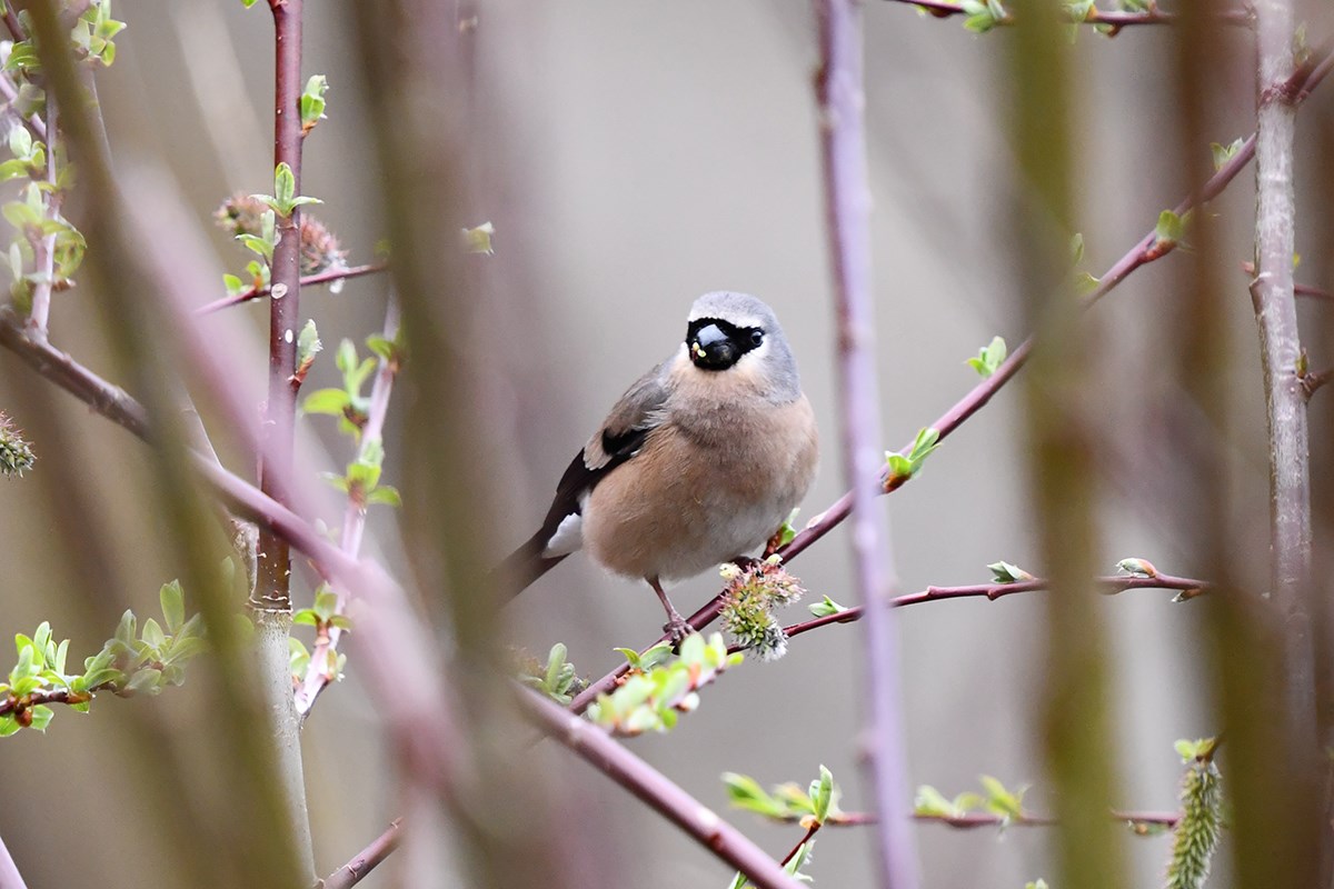 Grey Headed Bullfich | Photo by Liu Bin