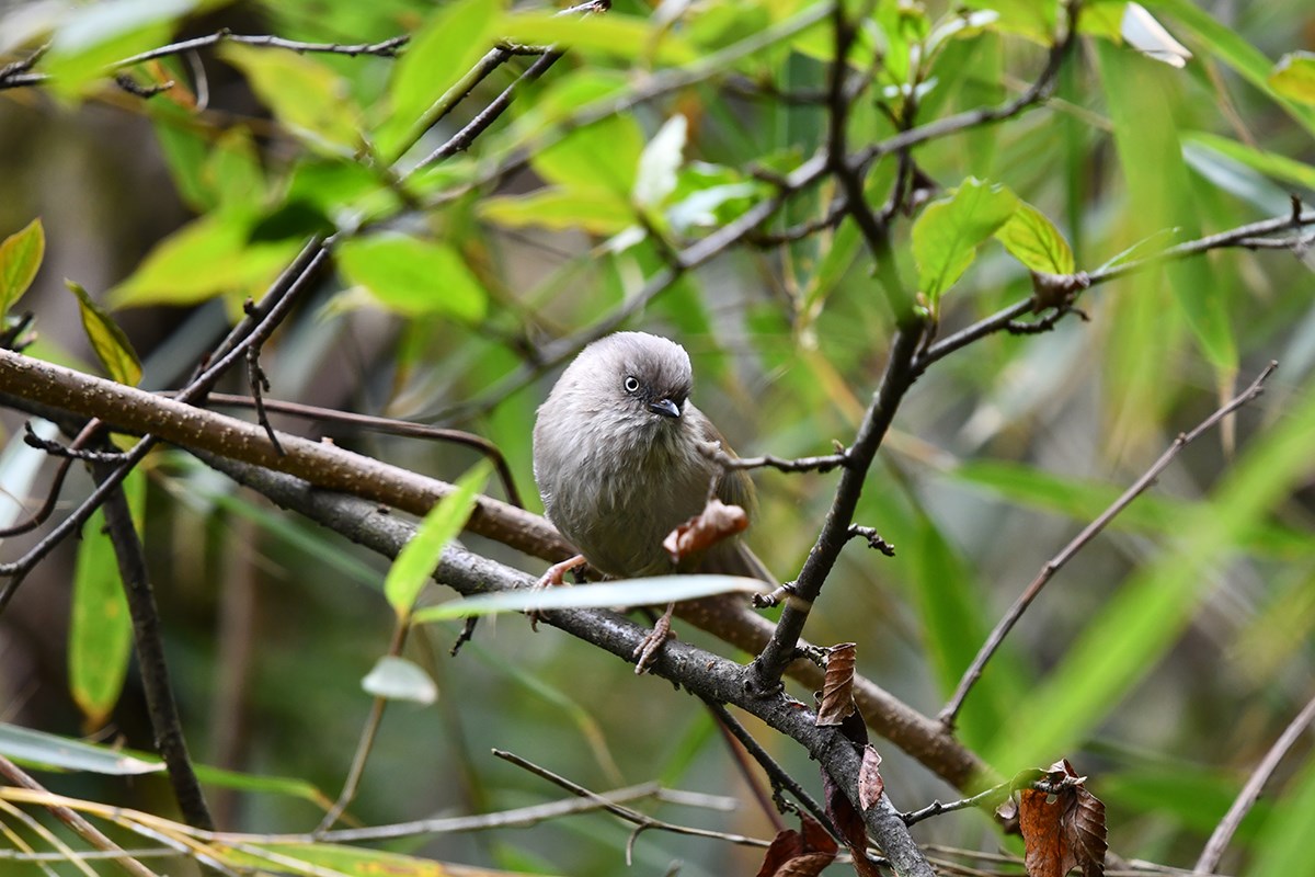 Grey Headed Bullfich | Photo by Liu Bin