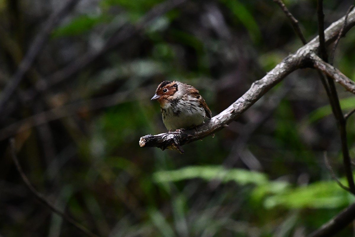 Little Bunting | Photo by Liu Bin