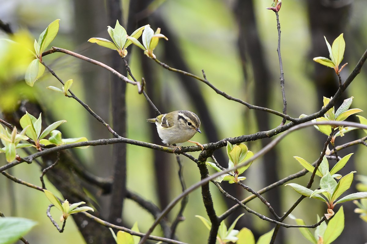 Sichuan Leaf Warbler | Photo by Liu Bin