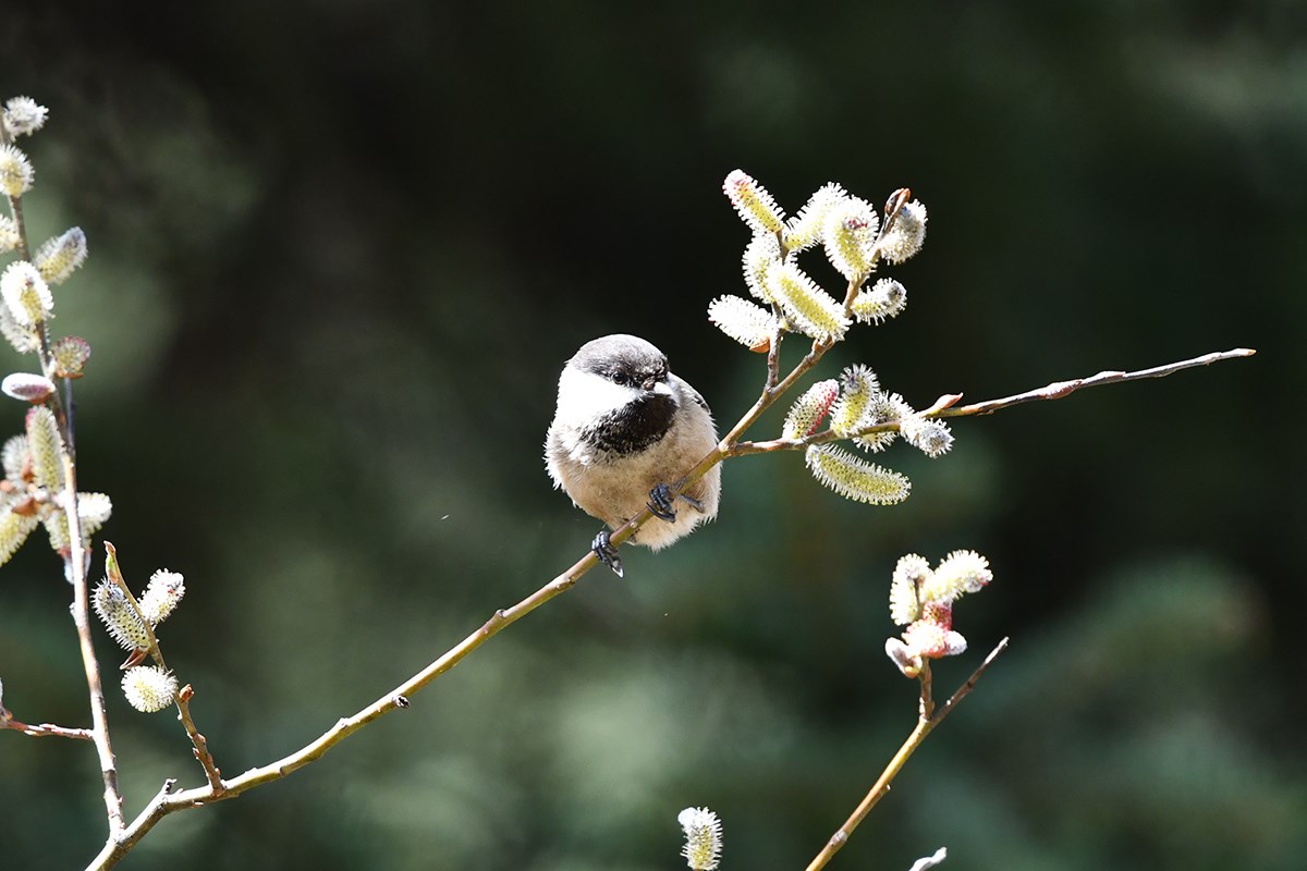 Sichuan Tit | Photo by Liu Bin